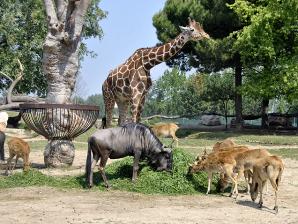 Lo zoo safari a Pastrengo